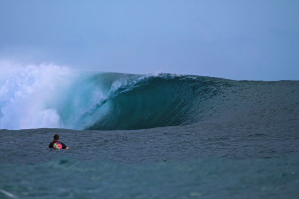 Cobras surfing wave